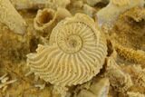Exquisite Miniature Ammonite Fossil Cluster - France #129947-4